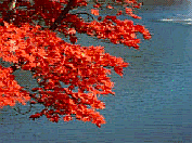 ◆湖上の紅葉◆