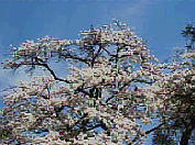 �������灟