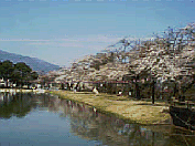 ◆馬見塚公園の桜◆