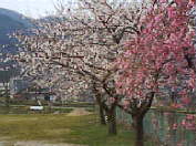 ◆桜◆