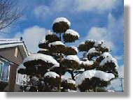 ◆一位の木に積もった雪◆