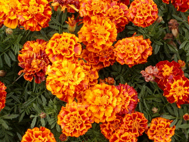 ���}���[�S�[���h��