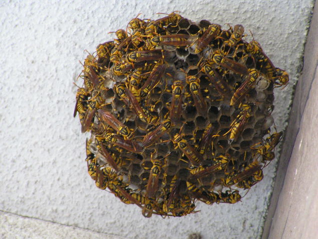 ◆玄関の軒先にある蜂の巣◆