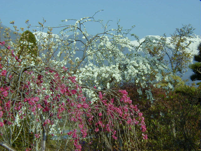 ◆枝垂れ桃の花咲く頃◆