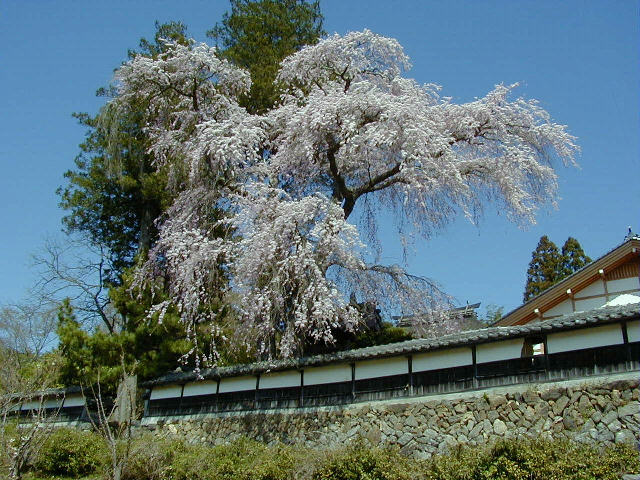 ◆栖林寺の枝垂桜◆