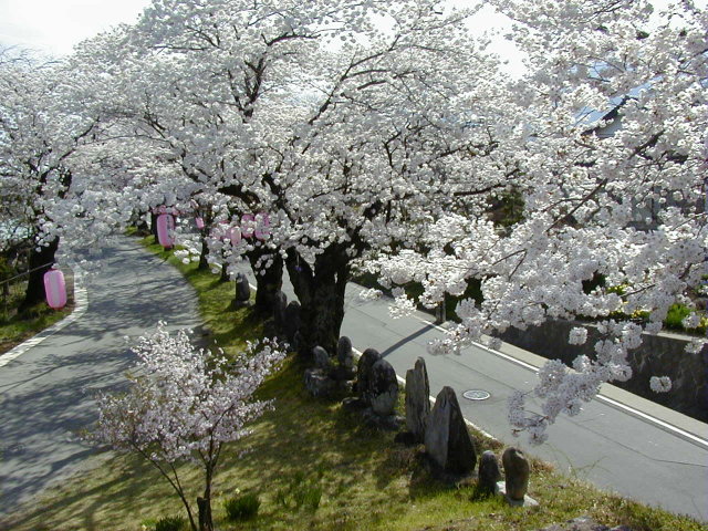 ◆共楽園の桜◆