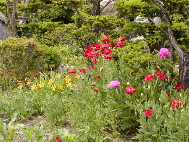 ◆５月の花菜園◆