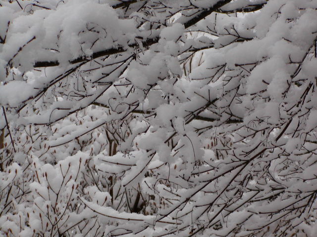 ◆雪と木の枝◆