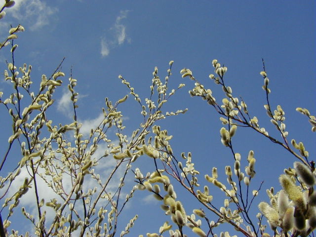 ◆春の空◆