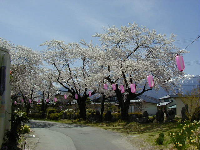 ◆共楽園入口の桜（北町にて）◆