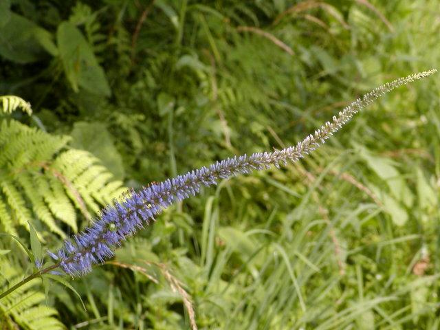 ���N�K�C�\�E��