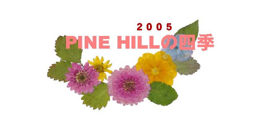 ◆ようこそ、PINE HILLへ◆